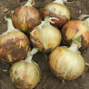 Highlander-Onion-Plants