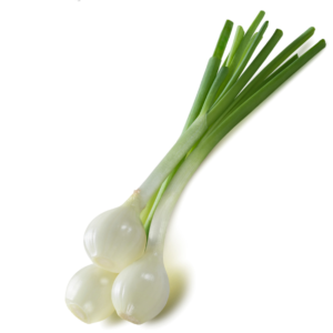 White-Bermuda-Onion-Plants